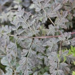Anthriscus Sylvestris 'Ravenswing' -Garden Plant Store pl2000017279 card3 lg