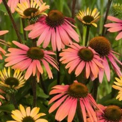 Echinacea 'Summer Cocktail' (PBR) -Garden Plant Store pl2000017281 card3 lg