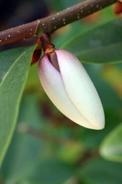 Magnolia Fairy Magnolia Blush ('Micjur01') (PBR) -Garden Plant Store pl2000017453 card7 lg