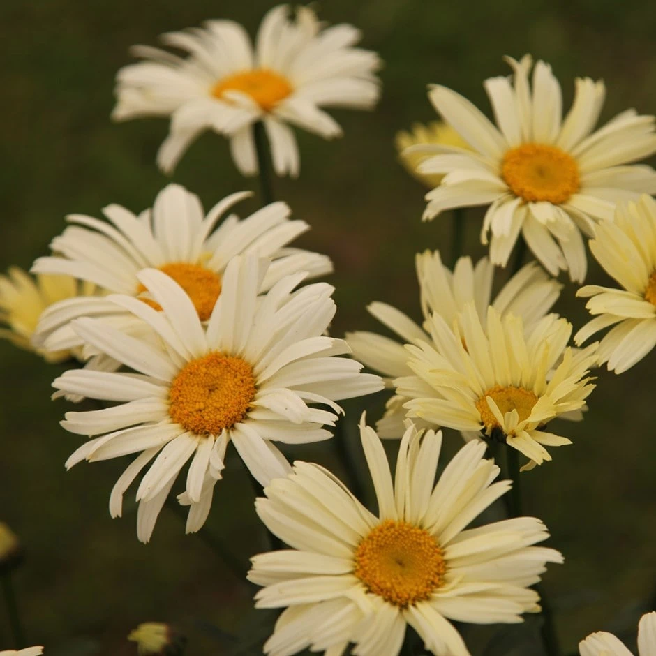 Leucanthemum × Superbum 'Banana Cream' 3 Leucanthemum × Superbum 'Banana Cream'