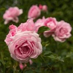 Rosa Mum In A Million (Renaissance Series) ('Poulren013') (PBR) -Garden Plant Store pl2000017678 card3 lg