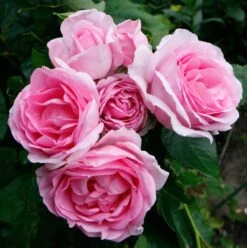 Rosa Mum In A Million (Renaissance Series) ('Poulren013') (PBR) -Garden Plant Store pl2000017678 card5 lg