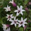 Clematis Princess Kate ('Zoprika') (PBR) -Garden Plant Store pl2000017699
