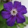 Clematis Happy Birthday ('Zohapbi') (PBR) -Garden Plant Store pl2000018072