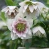 Helleborus × Hybridus Harvington Double White Speckled -Garden Plant Store pl2000018086