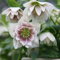 Front Page 38 Helleborus × Hybridus Harvington Double White Speckled