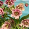 Helleborus × Hybridus Harvington Double Pink Speckled -Garden Plant Store pl2000018087