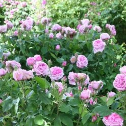 Rosa 'Comte De Chambord' (Madame Boll) -Garden Plant Store pl2000018186 card3 lg
