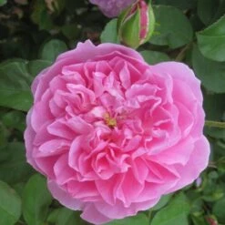 Rosa 'Comte De Chambord' (Madame Boll) -Garden Plant Store pl2000018186 card5 lg