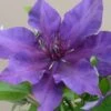 Clematis Fleuri ('Evipo042') (PBR) (Boulevard Series) -Garden Plant Store pl2000018354
