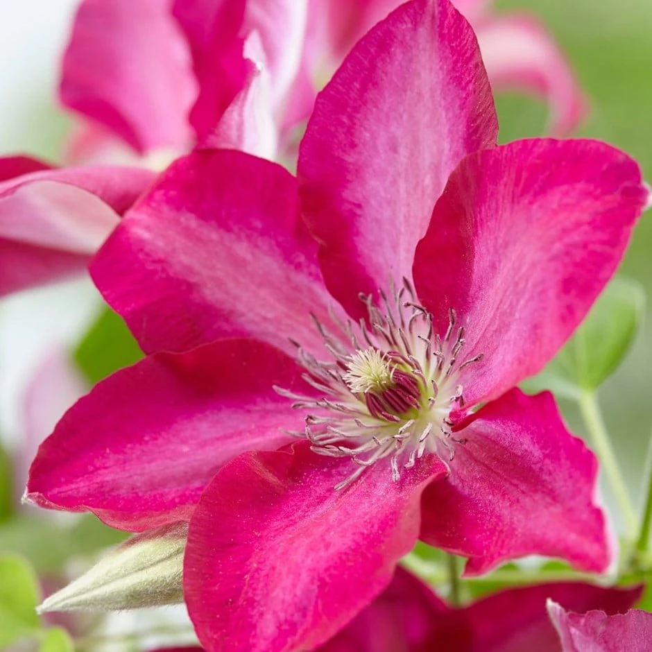 Clematis Tekla ('Evipo069') (PBR) 3 Clematis Tekla ('Evipo069') (PBR)