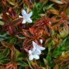 Abelia × Grandiflora 'Kaleidoscope' (PBR) -Garden Plant Store pl2000019572