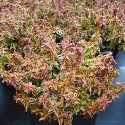 Abelia × Grandiflora 'Kaleidoscope' (PBR) -Garden Plant Store pl2000019572 card3 lg