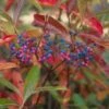 Viburnum Nudum 'Pink Beauty' -Garden Plant Store pl2000019583