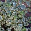 Hydrangea Anomala Subsp. Petiolaris 'Silver Lining' (PBR) -Garden Plant Store pl2000019652