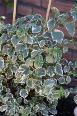 Hydrangea Anomala Subsp. Petiolaris 'Silver Lining' (PBR) -Garden Plant Store pl2000019652 card3 lg