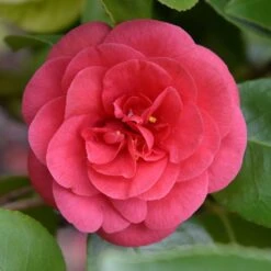Camellia Japonica 'Lady Campbell'