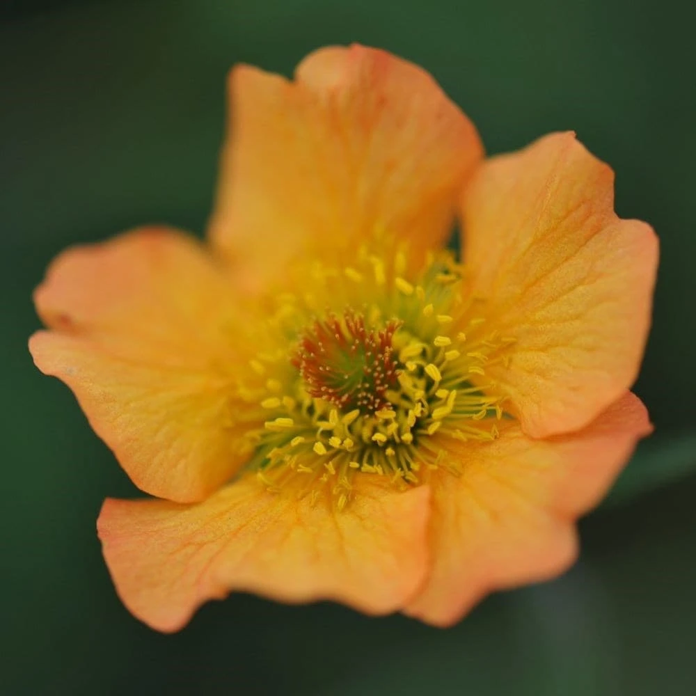 Geum 'Totally Tangerine' (PBR) 4 Geum 'Totally Tangerine' (PBR) - Image 2