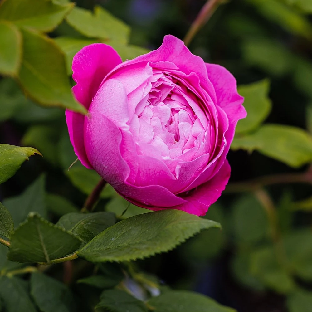 Rosa 'Reine Victoria' 4 Rosa 'Reine Victoria' - Image 2