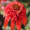 Echinacea 'Hot Papaya' (PBR) (Cone-fections Series) -Garden Plant Store pl2000020480