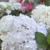 Hydrangea Macrophylla 'Blushing Bride' 2 Hydrangea Macrophylla 'Blushing Bride' -Garden Plant Store pl2000020874