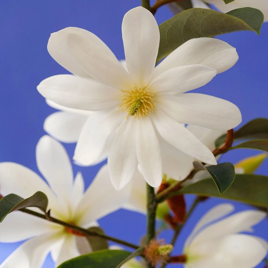 Magnolia Fairy Magnolia White ('Micjur05') (PBR) 3 Magnolia Fairy Magnolia White ('Micjur05') (PBR)