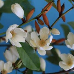 Magnolia Fairy Magnolia Cream ('MicJur02') (PBR) -Garden Plant Store pl2000020884 card3 lg