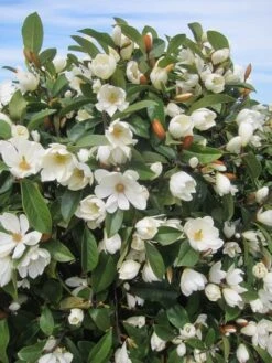 Magnolia Fairy Magnolia Cream ('MicJur02') (PBR) -Garden Plant Store pl2000020884 card4 lg