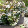 Helleborus × Sahinii 'Winterbells' (PBR) -Garden Plant Store pl2000020890