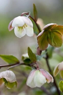 Helleborus × Sahinii 'Winterbells' (PBR) -Garden Plant Store pl2000020890 card2 lg
