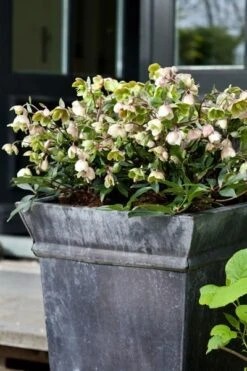 Helleborus × Sahinii 'Winterbells' (PBR) -Garden Plant Store pl2000020890 card3 lg