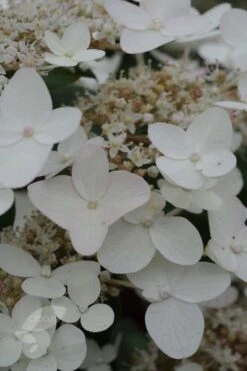 Hydrangea Paniculata 'Wim's Red' (PBR) -Garden Plant Store pl2000020899 card5 lg