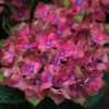 Hydrangea Macrophylla Glam Rock ('Horwack') (PBR) 1 Hydrangea Macrophylla Glam Rock ('Horwack') (PBR) -Garden Plant Store pl2000020917