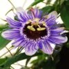 Passiflora 'Purple Haze' 2 Passiflora 'Purple Haze' -Garden Plant Store pl2000020952