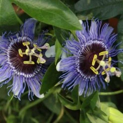 Passiflora 'Purple Haze' -Garden Plant Store pl2000020952 card3 lg