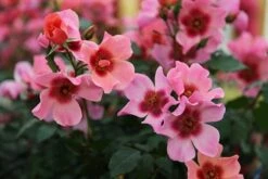 Rosa For Your Eyes Only ('Cheweyesup') (PBR) -Garden Plant Store pl2000020975 card3 lg