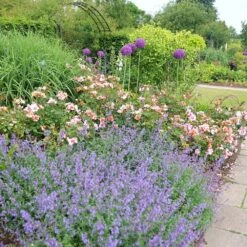 Rosa For Your Eyes Only ('Cheweyesup') (PBR) -Garden Plant Store pl2000020975 card5 lg