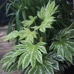 Fatsia Japonica 'Spider's Web'