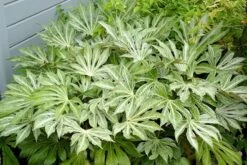 Fatsia Japonica 'Spider's Web' -Garden Plant Store pl2000020976 card10 lg