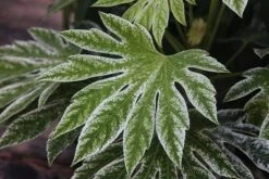 Fatsia Japonica 'Spider's Web' -Garden Plant Store pl2000020976 card3 lg