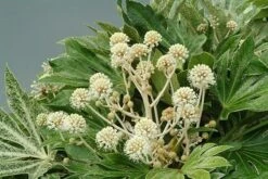 Fatsia Japonica 'Spider's Web' -Garden Plant Store pl2000020976 card4 lg