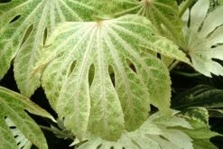 Fatsia Japonica 'Spider's Web' -Garden Plant Store pl2000020976 card7 lg