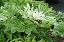 Fatsia Japonica 'Spider's Web' -Garden Plant Store pl2000020976 card8 lg