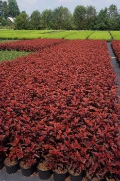 Physocarpus Opulifolius Little Angel ('Hoogi016') (PBR) -Garden Plant Store pl2000021013 card6 lg