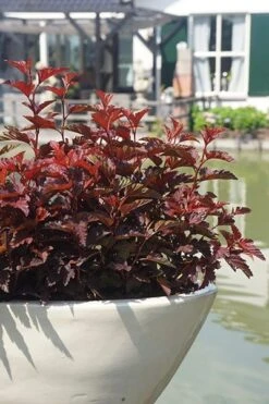 Physocarpus Opulifolius Little Angel ('Hoogi016') (PBR) -Garden Plant Store pl2000021013 card7 lg