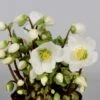 Helleborus 'Verboom Beauty' -Garden Plant Store pl2000021032