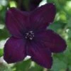 Clematis 'Dark Eyes' -Garden Plant Store pl2000021231