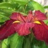 Iris 'Ann Chowning' -Garden Plant Store pl2000022069