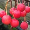 Malus 'Sun Rival' -Garden Plant Store pl2000022359
