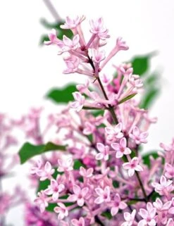 Syringa Bloomerang Pink Perfume ('Pink Perfume') (PBR) -Garden Plant Store pl2000022484 card3 lg